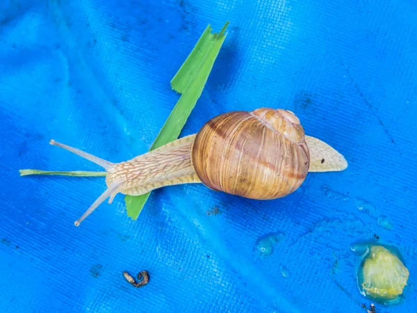 Many grape snails on a piece of blue awning in the garden. — Stock Photo, Image