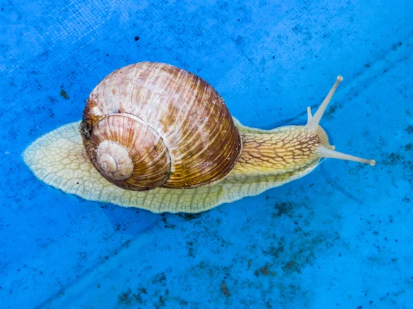 Many grape snails on a piece of blue awning in the garden. — Stock Photo, Image