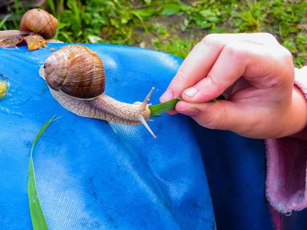 정원에서 파란색 천막의 조각에 많은 포도 달팽이. — 스톡 사진