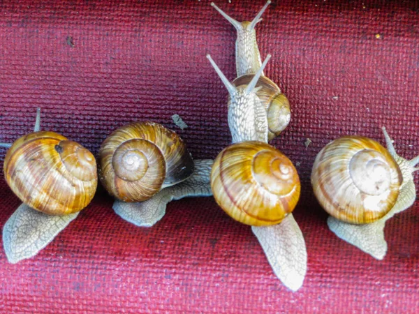 Many grape snails on a piece of blue awning in the garden. — Stock Photo, Image