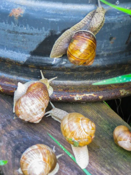 Many grape snails on a piece of blue awning in the garden. — Stock Photo, Image