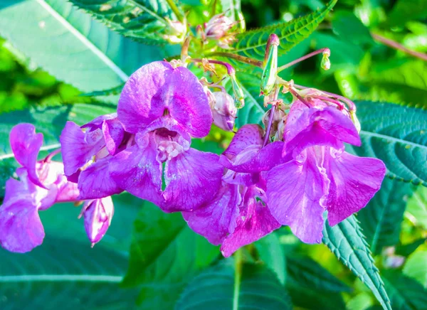 Bei fiori lilla di balsamo foresta nel bel mezzo dell'estate . — Foto Stock