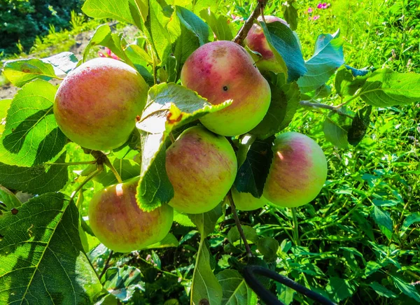 Ветвь яблони с яблонями и листьями в саду . — стоковое фото