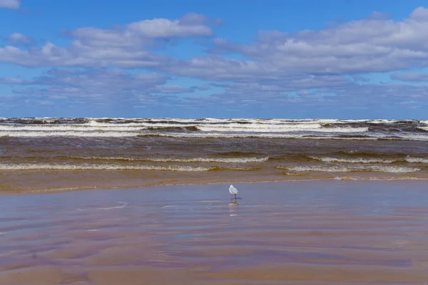 Un día ventoso en la orilla del Golfo de Riga .Jurmala, Letonia . — Foto de Stock