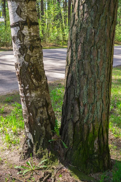 Huş ağacı ve çam ağacı yol kenarında kaynaşmış.. — Stok fotoğraf