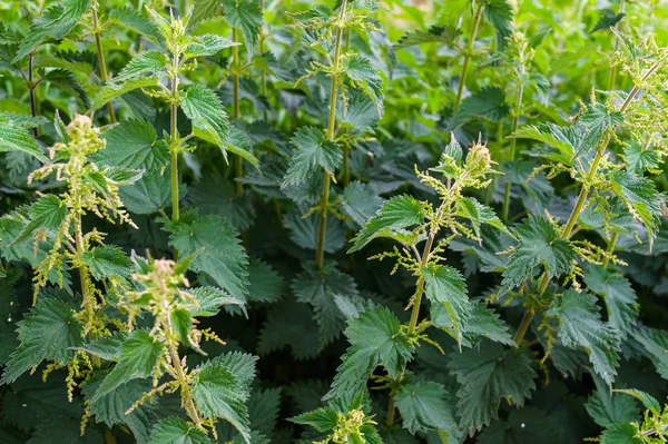 Green fresh nettles on the outskirts of the city park. — Stock Photo, Image