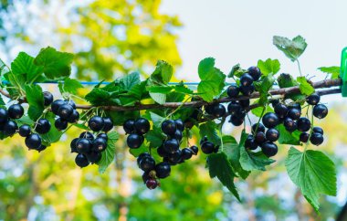 Güzel, lezzetli blackcurrant çilek dal.