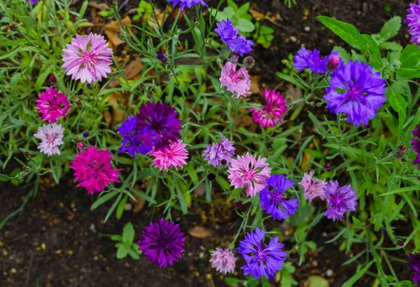 Multicolored cornflowers on a garden bed in the garden — Stock Photo, Image