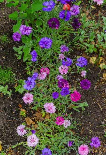 Veelkleurige korenbloemen op een tuinbed in de tuin — Stockfoto