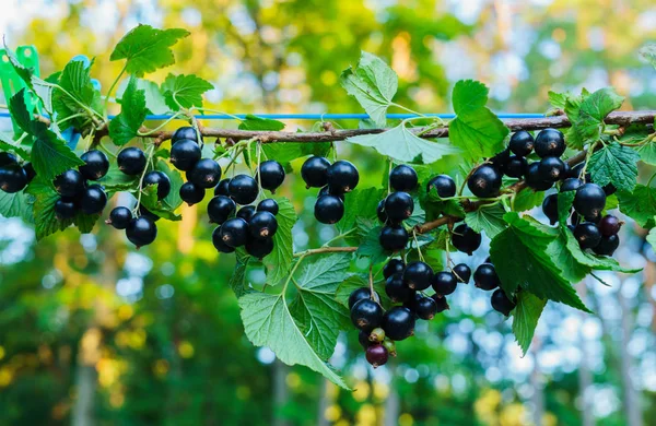 Güzel, lezzetli blackcurrant çilek dal.