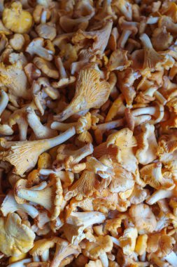 Ormanda toplanmış taze mantarlar mantarlar bir kutunun içinde..