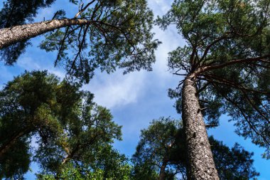 Mavi gökyüzü, ağaçların taçlarından görülebilir..