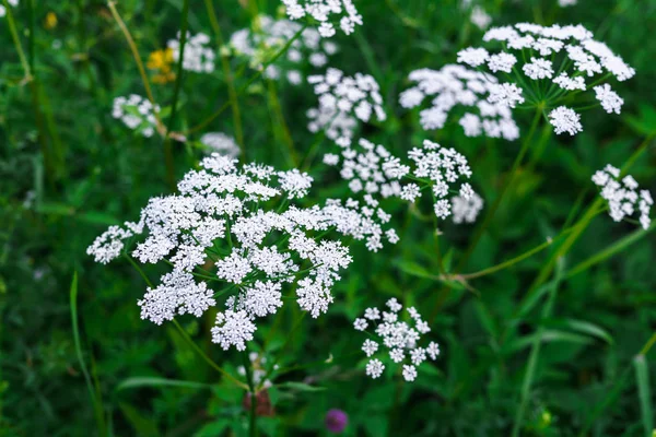 Mooie weide van witte bloemen in het bos. — Stockfoto