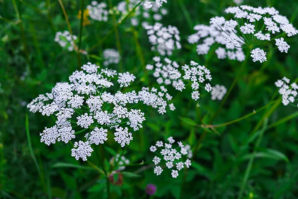 Belle prairie de fleurs blanches dans la forêt . — Photo