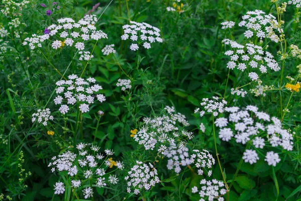 Belo prado de flores brancas na floresta . — Fotografia de Stock