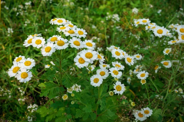 Flores de verão.Lindas flores diferentes no jardim no jardim . — Fotografia de Stock