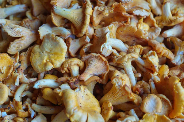 Ramassés dans la forêt champignons frais chanterelles, empilés dans une boîte . — Photo