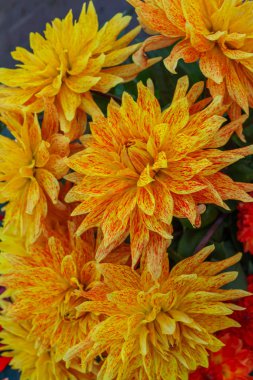 Satılık çok renkli yıldız çiçekleri..