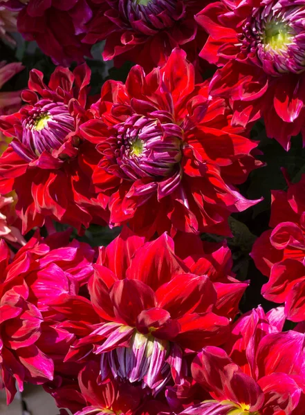 Elegantní kytice z mnohobarevných dahlias na prodej. — Stock fotografie