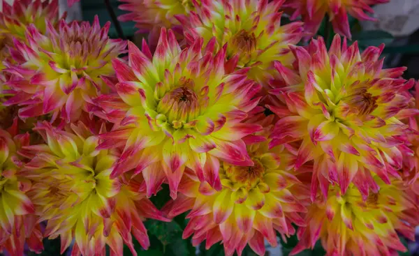 Schöne bunte Sträuße von Dahlien, die im Sommergarten wachsen. — Stockfoto