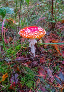 Sonbahar ormanındaki benekli kırmızı sinek. Sonbahar mantar ormanında bir açıklıkta mantar..