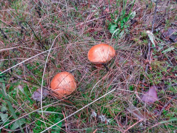 Pilze im Herbstwald. zwei schöne Steinpilze im Wald. — Stockfoto