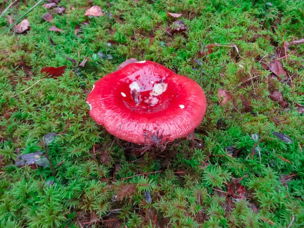 Grote rode mooie russula in het bos. — Stockfoto
