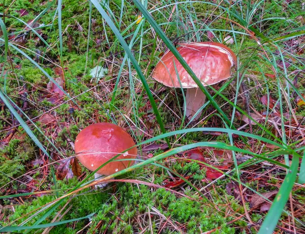 Schöne Waldpilze-Steinpilze im herbstlichen Wald. — Stockfoto