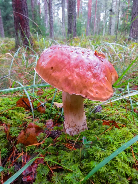 Schöne Waldpilze-Steinpilze im herbstlichen Wald. — Stockfoto