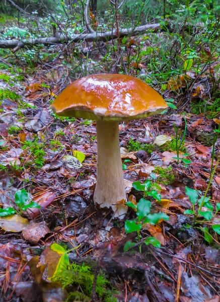 Bela floresta cogumelos-boleto na floresta de outono . — Fotografia de Stock