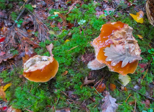 Pilze im Herbstwald. zwei schöne Steinpilze im Wald. — Stockfoto
