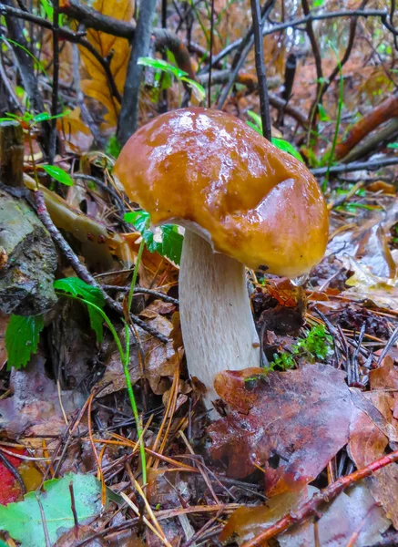 Mooie bospaddenstoelen-boletus in het najaarsbos. — Stockfoto