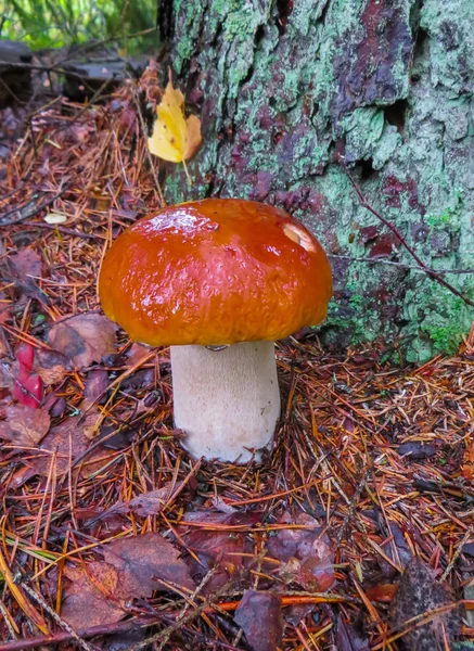 美丽的森林里的蘑菇-秋天的森林里的荷花. — 图库照片