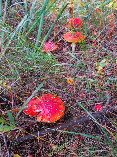 Los agáricos hermosos rojos de la mosca en el claro en el bosque otoñal. Champiñón con tapa roja o cabeza . — Foto de Stock