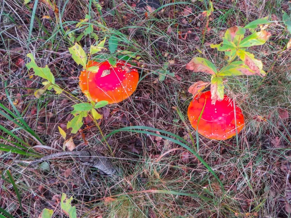 Schöne rote Fliegenagarics auf einer Lichtung in einem herbstlichen Wald. Pilz mit roter Kappe oder Kopf. — Stockfoto