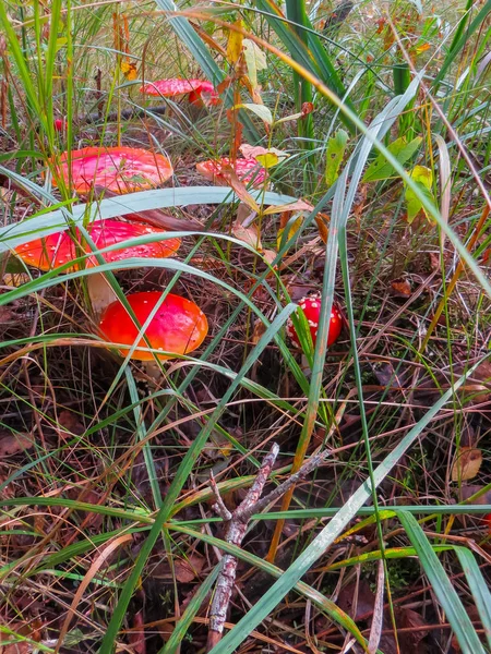 Красива червона муха агарики в клірингу в осінньому лісі. Гриб з червоною шапочкою або головою . — стокове фото