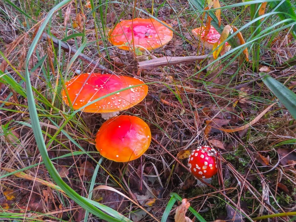 Schöne rote Fliegenagarics auf einer Lichtung in einem herbstlichen Wald. Pilz mit roter Kappe oder Kopf. — Stockfoto