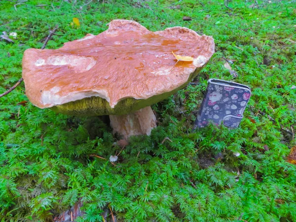 Ein riesiger Steinpilz auf dem Hintergrund eines Mobiltelefons. — Stockfoto