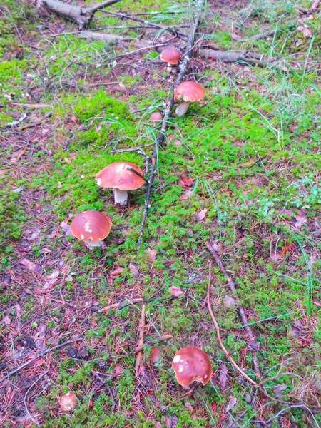 Eine ganze Familie weißer Pilze auf einer Lichtung im Wald. — Stockfoto