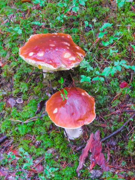 Cogumelos na floresta de outono. Duas belas abóboras na floresta . — Fotografia de Stock