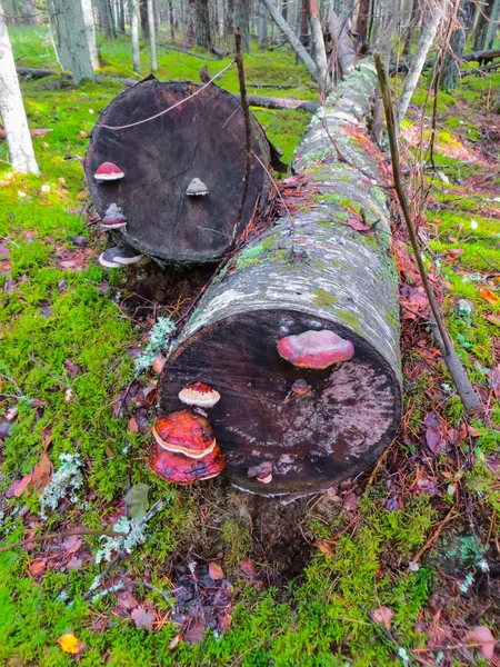 Houba chaga na starých padlých stromech v lese. — Stock fotografie