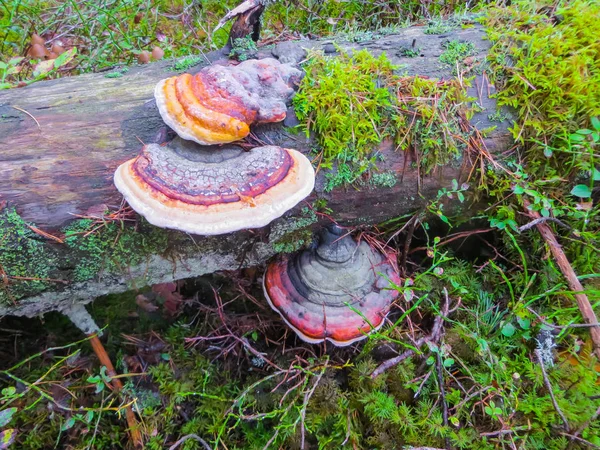 Paddenstoel chaga op oude omgevallen bomen in het bos. — Stockfoto