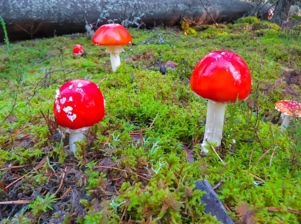 Los agáricos hermosos rojos de la mosca en el claro en el bosque otoñal. Champiñón con tapa roja o cabeza . — Foto de Stock