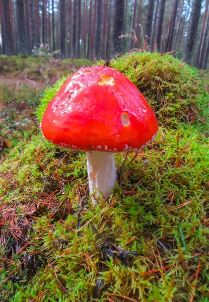 Плямистий червоний муха в осінньому лісі. Гриб на галявині восени грибний ліс . — стокове фото