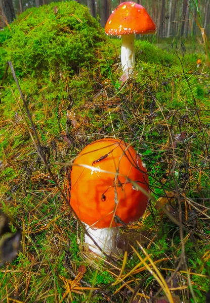 La mosca roja moteada agárica en el bosque de otoño. La seta sobre el claro en el bosque otoñal fúngico . — Foto de Stock