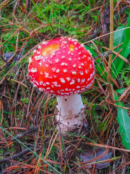 秋天的森林里,斑斑的红苍蝇变得不可知论. 秋天蘑菇林的林间空地上的蘑菇. — 图库照片