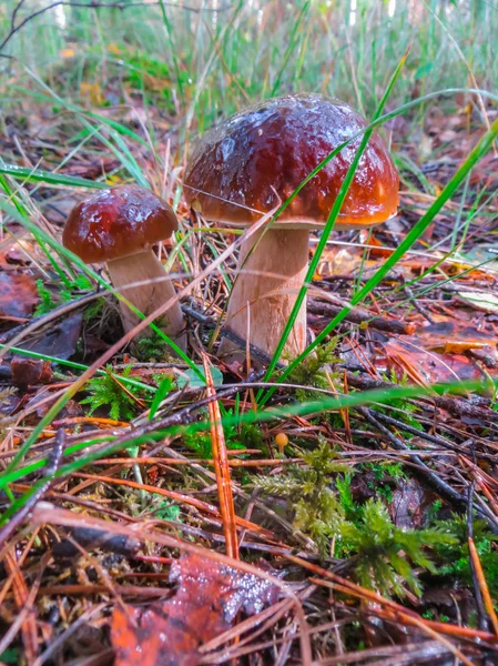 秋天森林里的蘑菇 森林里的两个漂亮的平底锅. — 图库照片