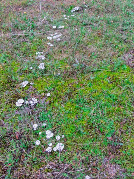Viele Pilze im Herbstwald. — Stockfoto