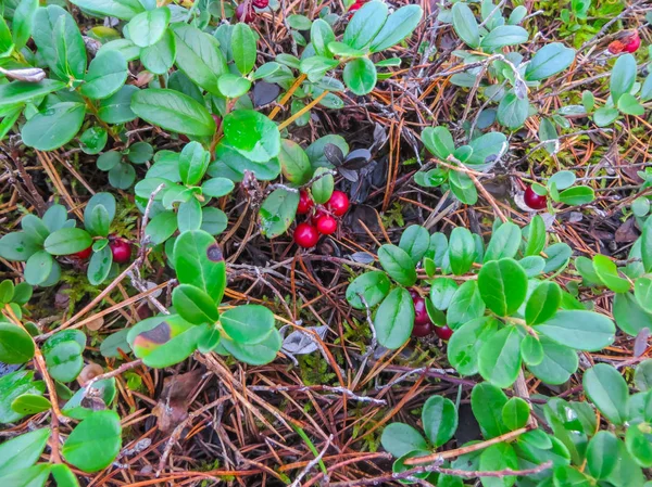 Зелені кущі журавлини разом з червоними ягодами . — стокове фото