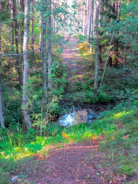 De donkere rivier in de diepte van het bos. — Stockfoto